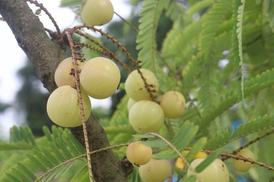 Amla gooseberry on tree in farm