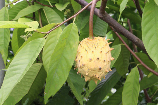Annona mucosa fruit on tree in farm