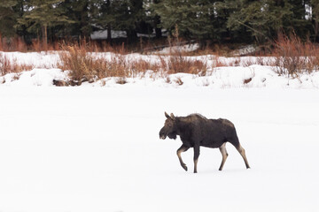Bull Moose that already lost its antlers, Walking Through Snow i