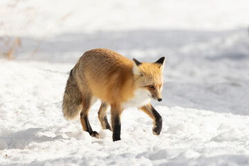 Red Fox in Snowy Landscape Walks Through Winter Snow, Showing Qu