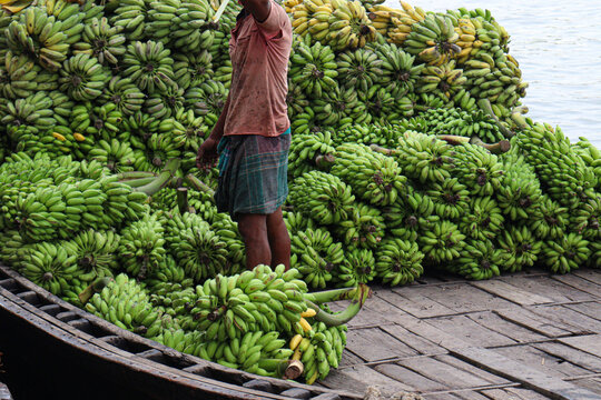 raw banana bunch stock on shop