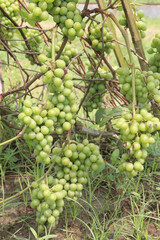 grape on tree in farm for harvest