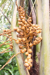 coconut bud on tree in farm