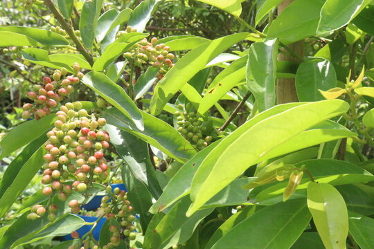 Bignay fruit on plant in farm