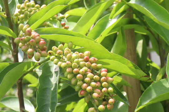 Bignay fruit on plant in farm