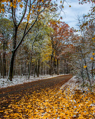 Ned Brown Preserve (Busse Woods) view with snow and autumn colors in Arlington Heights Town of Illinois