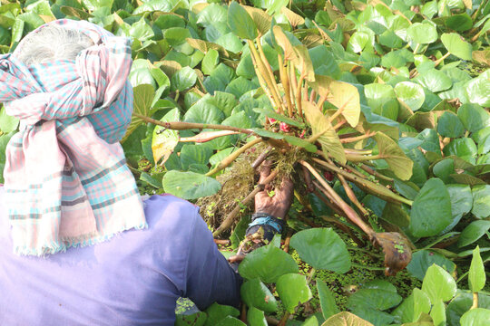 Water Chestnut tree with fruit and farmer on farm