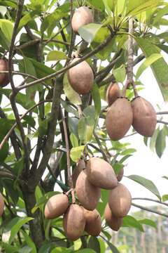 Sapodilla on tree in farm for harvest