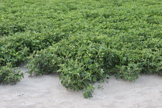 peanut tree closeup on farm