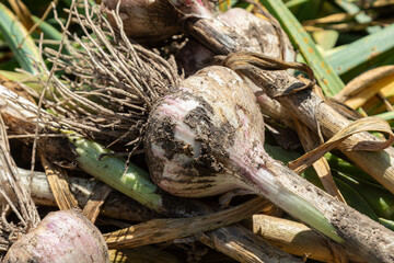 Freshly harvested garlic bulbs resting on the soil with green stems in a sunny field during late summer