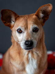 Senior mixed breed dog looking at camera with soulful eyes