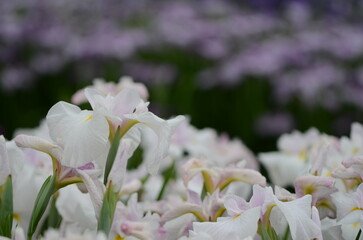 【奈良】県営馬見丘陵に咲く花菖蒲