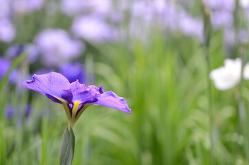 【奈良】県営馬見丘陵に咲く花菖蒲