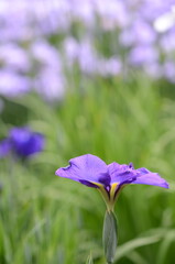 【奈良】県営馬見丘陵に咲く花菖蒲