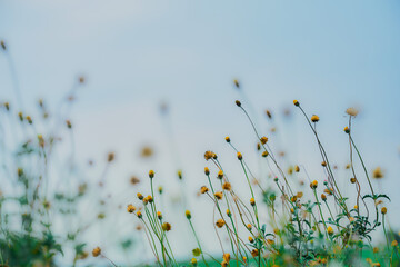 Peaceful nature evening scenery, autumn background. Summer sunset countryside evening spring