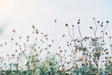 Grass flower and Flowers in Morning Light