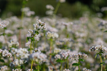 Buckwheat flowers bloom brightly in a lush field during late spring creating a picturesque landscape filled with delicate white blossoms