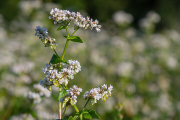 Buckwheat blooms in a lush field showcasing delicate white flowers under soft sunlight in a serene landscape during late spring