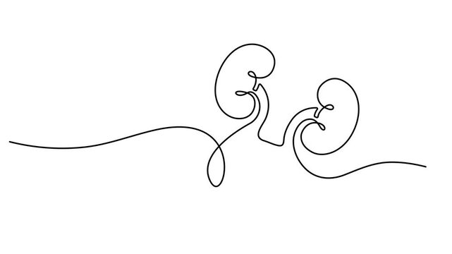 Human kidney sign animation continuous one line drawing. Self drawing animation of single line drawing kidneys. World Kidney Day. Continuous Line Drawing of Kidneys Icon. 4K animation video