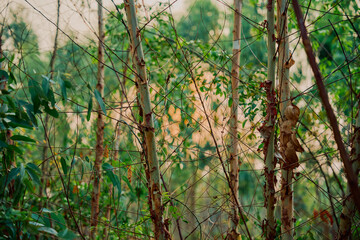 Eucalyptus leaves. branch eucalyptus tree nature background