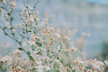 Delicate white wildflowers in soft focus
