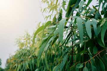 Freshly Dewed Eucalyptus Leaves in Rain