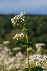 Buckwheat plant with white flowers blooming in a lush green field under a bright blue sky during the late afternoon