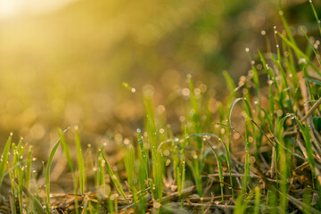 Fresh morning dew on grass blades