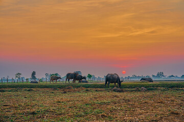Buffaloes grazing in a serene sunset field