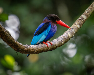 Javan king fisher 