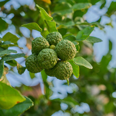 Kaffir lime fruits hanging on a leafy tree