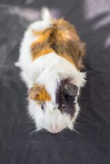 Guinea pig on a black background. Shallow depth of field.