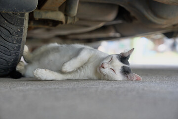 sleeping cat under the vehicle on concrete