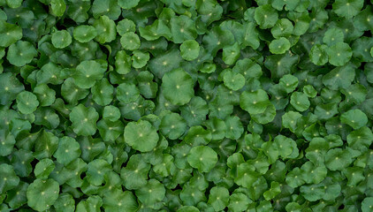 centella leaves with natural lush green