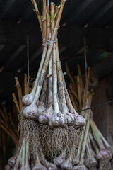 Garlic bulbs hanging in a rustic setting showcasing their roots and natural textures against a dimly lit background