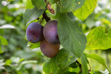 Plump ripe plums hanging in a lush green garden surrounded by vibrant leaves under bright sunlight during late summer season