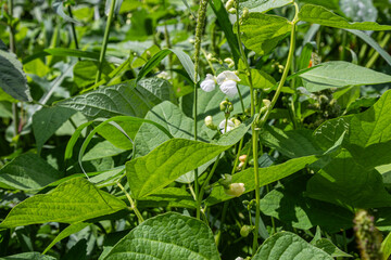 Green bean plants in full bloom showcasing delicate white flowers surrounded by lush green foliage during the summer season