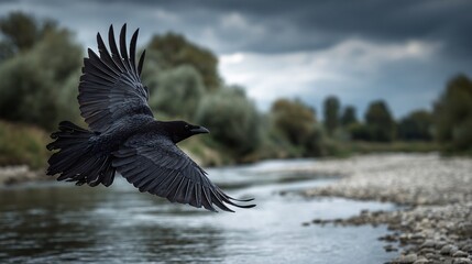 Obraz premium A solitary raven soars above a tranquil river, its dark feathers contrasting with the soft, muted colors of the trees and cloudy sky. Majestic in flight over the river.