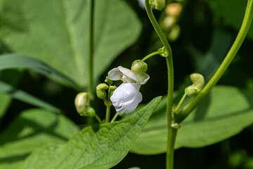 Common bean plant with delicate white flowers thriving in a garden setting during summer