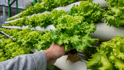 Harvesting Fresh Green Lettuce from Hydroponic Farming System