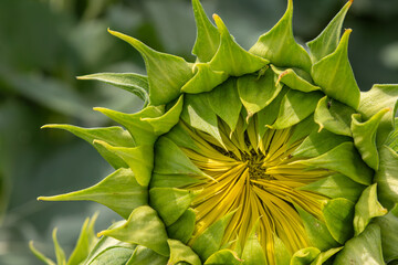 Common sunflower bud in detail showcasing vibrant green leaves and golden yellow inner petals in a sunflower field under bright sunlight