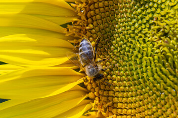 Common sunflower blooms attract pollinators showcasing a bee collecting nectar on a bright summer day in a vibrant field