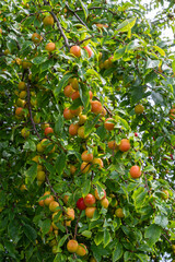 Cherry plum tree with ripening prunus cerasifera fruit in a sunny garden during late spring