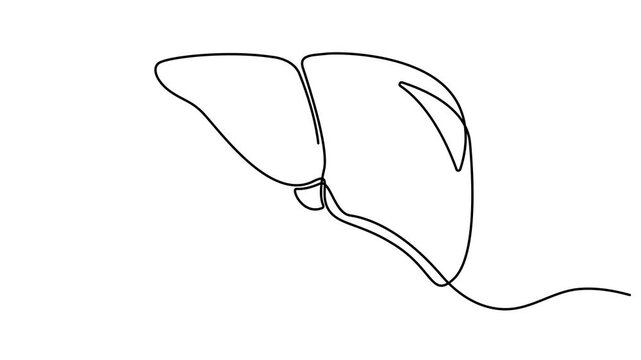 Self animated single continuous line art drawing of the human liver. Human internal organs in abstract form. Single line art Human liver animation. Full length one line art animation. 4K video