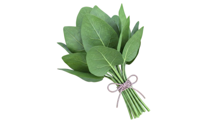 Fresh Spinach Bundle with Twine Tie
