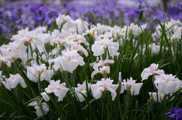 【奈良】県営馬見丘陵に咲く花菖蒲