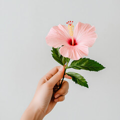 Beautiful pink hibiscus flower held delicately in hand, showcasing its vibrant petals and green leaves against light background