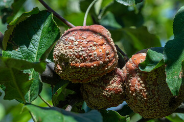 Monilinia fructigena causes brown rot on apples leading to significant fruit decay during summer in orchards