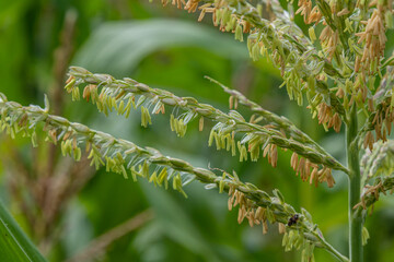 Corn field with plants showing silk and tassels during the growing season in warm weather illustrating the development stages of crop growth