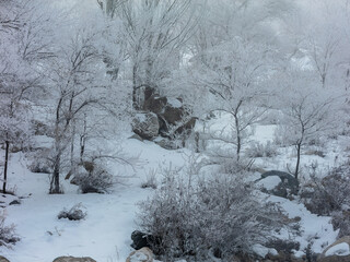 Landscape, trees, snow, kar, travel, forest, road, river, stream.
